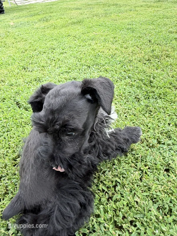 805-2 – Miniature Schnauzer puppy for sale in Melcher-Dallas, IA