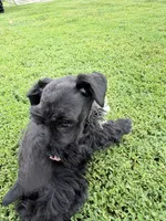 805-2, a male Miniature Schnauzer for sale in Melcher-Dallas, IA – 1 of 6