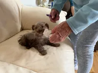 Miss Chocolate , a female Miniature Schnauzer for sale in Melcher-Dallas, IA – 5 of 10