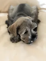 Cam’s # 2, a male Miniature Schnauzer for sale in Melcher-Dallas, IA – 5 of 6