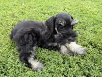 805-1, a male Miniature Schnauzer for sale in Melcher-Dallas, IA – 3 of 6