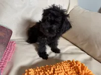 Sam#2, a female Miniature Schnauzer and Poodle - Toy  for sale in Melcher-Dallas, IA – 9 of 10