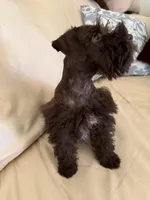 Coco, a male Miniature Schnauzer for sale in Melcher-Dallas, IA – 8 of 10