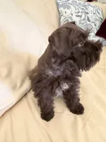 Coco, a male Miniature Schnauzer for sale in Melcher-Dallas, IA – 7 of 10
