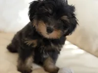 Sam #3, a female Miniature Schnauzer and Poodle - Multi-Colored Standard for sale in Melcher-Dallas, IA – 6 of 10