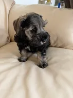 Cam’s #3, a male Miniature Schnauzer for sale in Melcher-Dallas, IA – 9 of 10