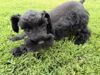 805-2, a male Miniature Schnauzer for sale in Melcher-Dallas, IA – 5 of 6