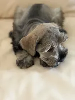 Cam’s # 2, a male Miniature Schnauzer for sale in Melcher-Dallas, IA – 3 of 6