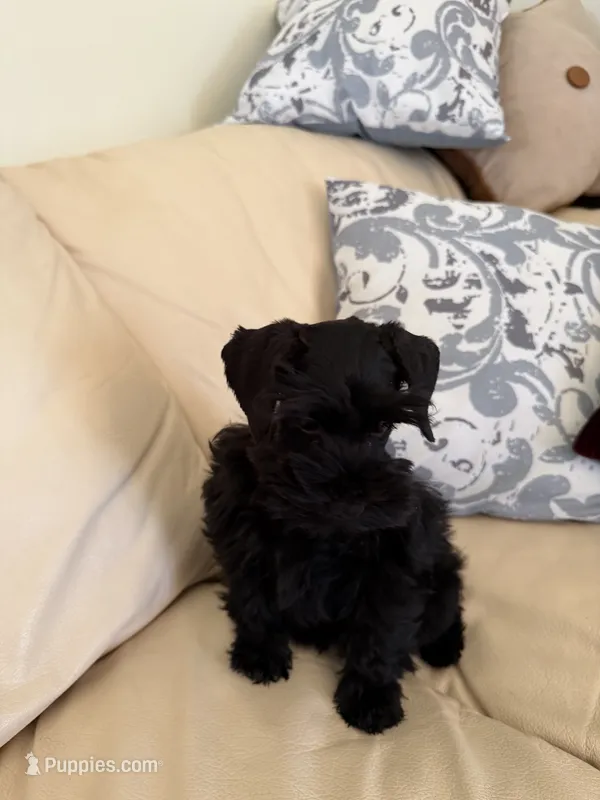 Blackie – Miniature Schnauzer puppy for sale in Melcher-Dallas, IA