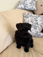 Blackie, a male Miniature Schnauzer for sale in Melcher-Dallas, IA – 1 of 10