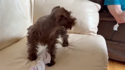 Sam#2, a female Miniature Schnauzer and Poodle - Toy  for sale in Melcher-Dallas, IA – 2 of 10