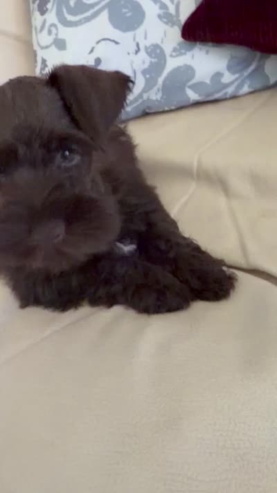 Coco, a male Miniature Schnauzer for sale in Melcher-Dallas, IA – 9 of 10