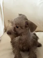Miss Chocolate , a female Miniature Schnauzer for sale in Melcher-Dallas, IA – 2 of 10
