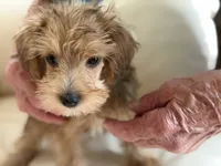 Sam # 5, a male Miniature Schnauzer and Poodle - Toy  for sale in Melcher-Dallas, IA – 2 of 9