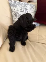 Blackie, a male Miniature Schnauzer for sale in Melcher-Dallas, IA – 5 of 10