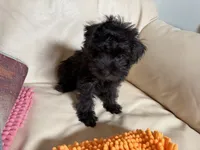 Sam#2, a female Miniature Schnauzer and Poodle - Toy  for sale in Melcher-Dallas, IA – 10 of 10