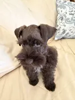 Coco, a male Miniature Schnauzer for sale in Melcher-Dallas, IA – 1 of 10