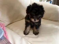 Sam #3, a female Miniature Schnauzer and Poodle - Multi-Colored Standard for sale in Melcher-Dallas, IA – 2 of 10