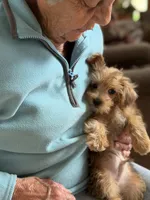 Sam # 5, a male Miniature Schnauzer and Poodle - Toy  for sale in Melcher-Dallas, IA – 8 of 9