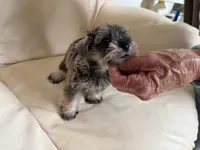 Sam#4, a female Miniature Schnauzer and Poodle - Miniature  for sale in Melcher-Dallas, IA – 4 of 8