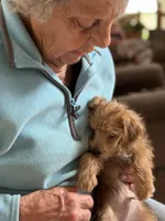 Sam # 5, a male Miniature Schnauzer and Poodle - Toy  for sale in Melcher-Dallas, IA – 4 of 9