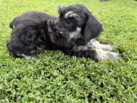 805-1, a male Miniature Schnauzer for sale in Melcher-Dallas, IA – 6 of 6
