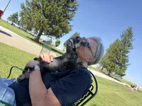 Con, a male Miniature Schnauzer for sale in Melcher-Dallas, IA – 4 of 6