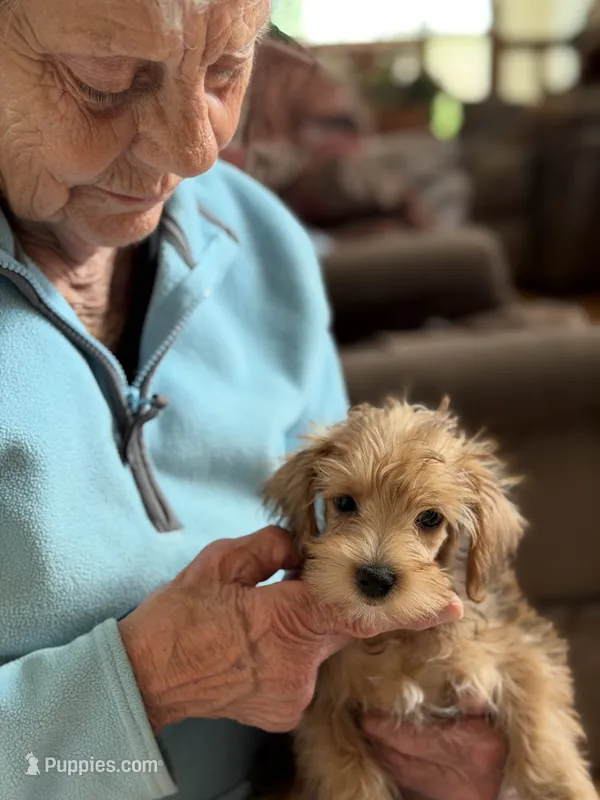 Sam # 5 – Miniature Schnauzer, Poodle - Toy  puppy for sale in Melcher-Dallas, IA