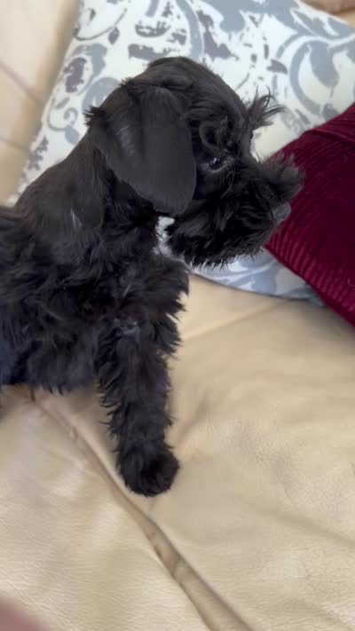 Blackie, a male Miniature Schnauzer for sale in Melcher-Dallas, IA – 7 of 10