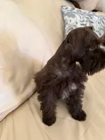 Coco, a male Miniature Schnauzer for sale in Melcher-Dallas, IA – 6 of 10