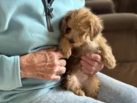 Sam # 5, a male Miniature Schnauzer and Poodle - Toy  for sale in Melcher-Dallas, IA – 7 of 9