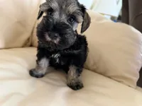 Cam’s #3, a male Miniature Schnauzer for sale in Melcher-Dallas, IA – 4 of 10