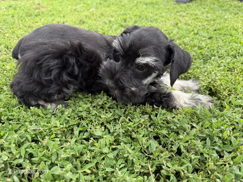 805-1 – Miniature Schnauzer puppy for sale in Melcher-Dallas, IA