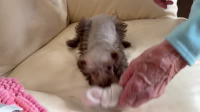 Miss Chocolate , a female Miniature Schnauzer for sale in Melcher-Dallas, IA – 9 of 10
