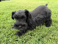 805-2, a male Miniature Schnauzer for sale in Melcher-Dallas, IA – 6 of 6