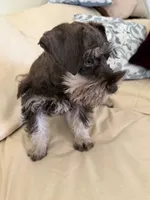 Tanner, a male Miniature Schnauzer for sale in Melcher-Dallas, IA – 3 of 10