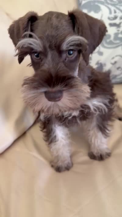Tanner, a male Miniature Schnauzer for sale in Melcher-Dallas, IA – 10 of 10