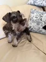 Tanner, a male Miniature Schnauzer for sale in Melcher-Dallas, IA – 4 of 10