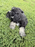 805-1, a male Miniature Schnauzer for sale in Melcher-Dallas, IA – 2 of 6