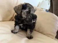 Cam’s #3, a male Miniature Schnauzer for sale in Melcher-Dallas, IA – 8 of 10