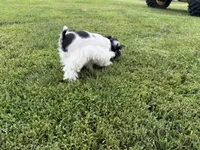 Patti parti, a female Miniature Schnauzer for sale in Melcher-Dallas, IA – 3 of 3