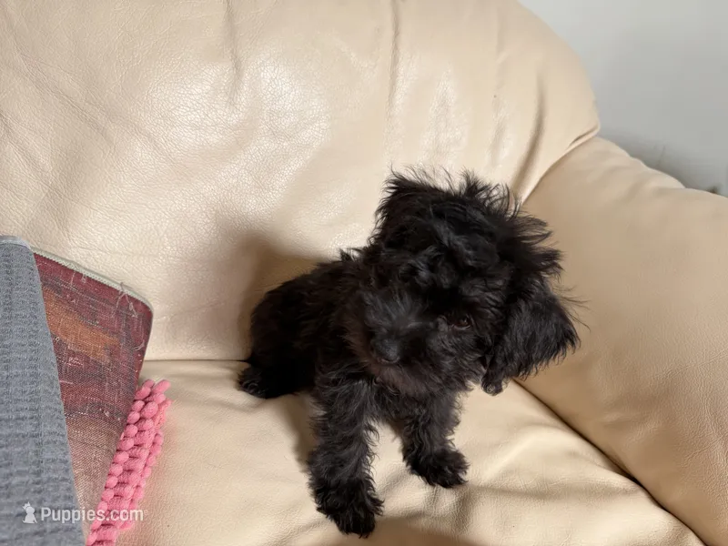 Sam#2 – Miniature Schnauzer, Poodle - Toy  puppy for sale in Melcher-Dallas, IA
