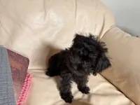 Sam#2, a female Miniature Schnauzer and Poodle - Toy  for sale in Melcher-Dallas, IA – 1 of 10
