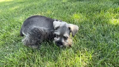 Con, a male Miniature Schnauzer for sale in Melcher-Dallas, IA – 6 of 6