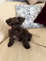Coco, a male Miniature Schnauzer for sale in Melcher-Dallas, IA – 2 of 10