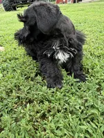 805-2, a male Miniature Schnauzer for sale in Melcher-Dallas, IA – 4 of 6