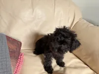 Sam#2, a female Miniature Schnauzer and Poodle - Toy  for sale in Melcher-Dallas, IA – 5 of 10