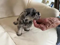 Sam#4, a female Miniature Schnauzer and Poodle - Miniature  for sale in Melcher-Dallas, IA – 3 of 8