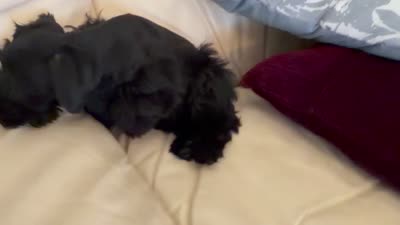 Blackie, a male Miniature Schnauzer for sale in Melcher-Dallas, IA – 8 of 10