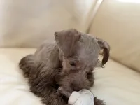 Miss Chocolate , a female Miniature Schnauzer for sale in Melcher-Dallas, IA – 6 of 10
